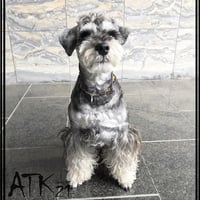 犬用ネックレス タイガーアイ スモキークウォーツ ドックアクセサリー  金運アップ ドックネックレス 愛犬 わんこアクセサリー 愛犬のためのネックレス お出かけ お散歩クッズ：DN190601
