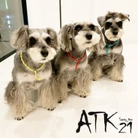 犬用ミサンガ チョーカー ストレスフリー No stress ドックアクセサリー ドックネックレス コットン 愛犬 わんこアクセサリー 愛犬グッズ お散歩グッズ