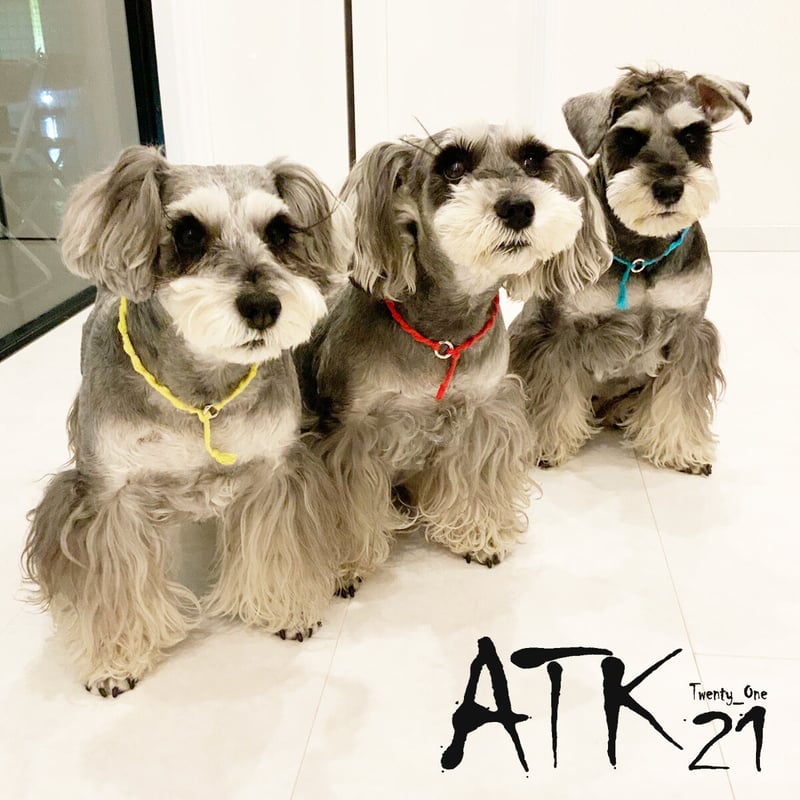 犬用ミサンガ チョーカー ストレスフリー No stress ドック