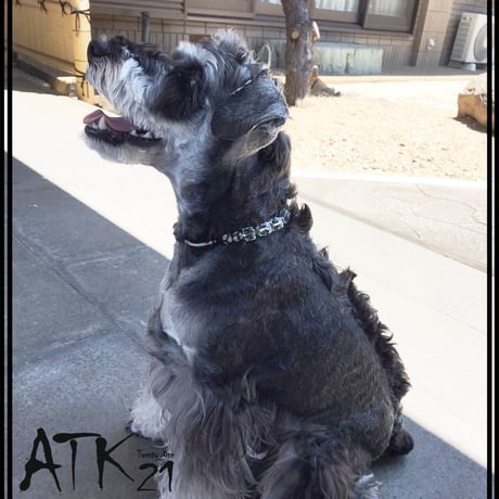 犬用ネックレス ドックアクセサリー ドックネックレス 愛犬 わんこアクセサリー モダンカラー 愛犬のためのネックレス お出かけ お散歩クッズ：DN190503