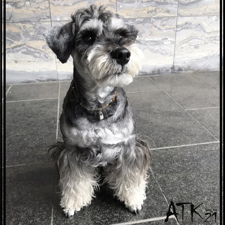 犬用ネックレス タイガーアイ スモキークウォーツ ドックアクセサリー  金運アップ ドックネックレス 愛犬 わんこアクセサリー 愛犬のためのネックレス お出かけ お散歩クッズ：DN190601
