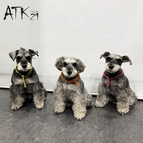 犬用ミサンガ チョーカー ストレスフリー No stress ドックアクセサリー ドックネックレス コットン 愛犬 わんこアクセサリー 愛犬グッズ お散歩グッズ