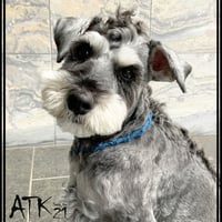 ソフトカラー 犬用ミサンガ チョーカー ストレスフリー No stress ドックアクセサリー ドックネックレス コットン 愛犬 わんこアクセサリー 愛犬グッズ お散歩グッズ