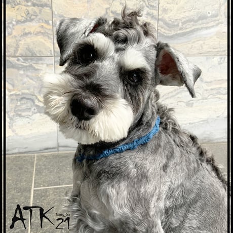 CATEGORY ドックアクセサリー | ATK21