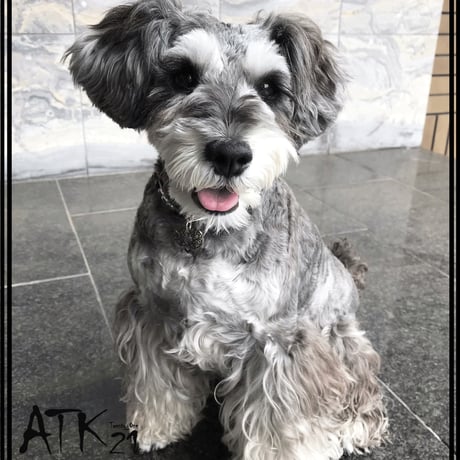 犬用ネックレス タイガーアイ スモキークウォーツ ドックアクセサリー  金運アップ ドックネックレス 愛犬 わんこアクセサリー 愛犬のためのネックレス お出かけ お散歩クッズ：DN190602