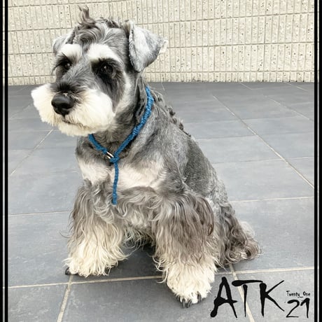 ソフトカラー 犬用ミサンガ チョーカー ストレスフリー No stress ドックアクセサリー ドックネックレス コットン 愛犬 わんこアクセサリー 愛犬グッズ お散歩グッズ