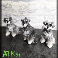 犬用ネックレス 犬用アクセサリー ドックネックレス 愛犬 わんこアクセサリー 愛犬のためのネックレス お出かけ お散歩クッズ：DN191001