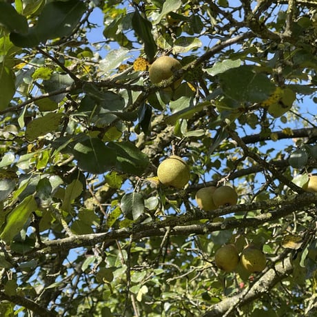 洋梨カルバドスPacory30年,41%ラベルが変わりました！