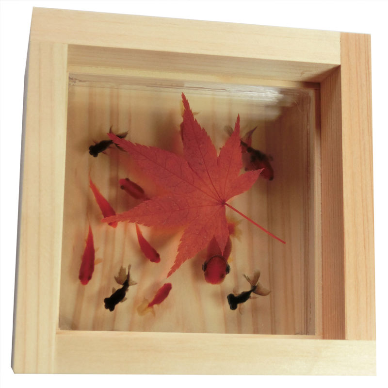 3D金魚 樹脂金魚 ひのきアート 「楽/もみじ」こだわりの純日本製