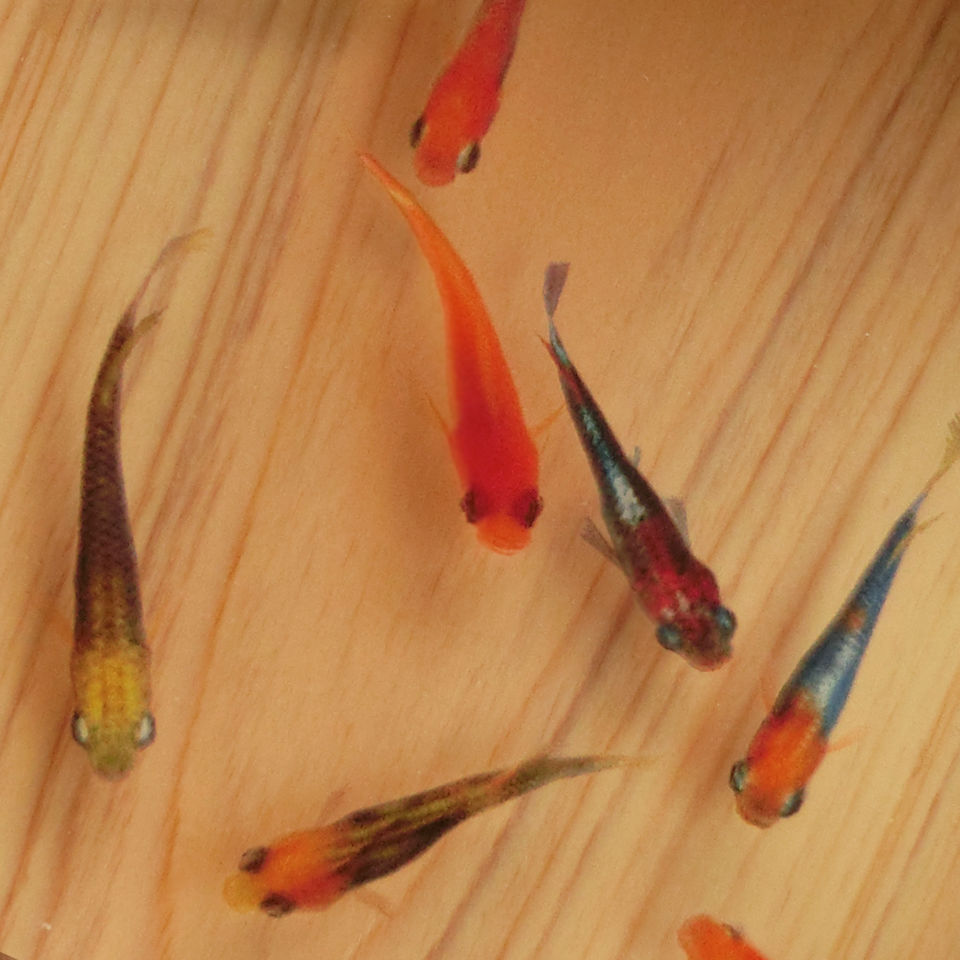 めだか メダカ アート 紅葉 プリザーブドフラワー 金魚 生き物 フィギュア めだか メダカ アート 紅葉 プリザーブドフラワー 金魚 生き物