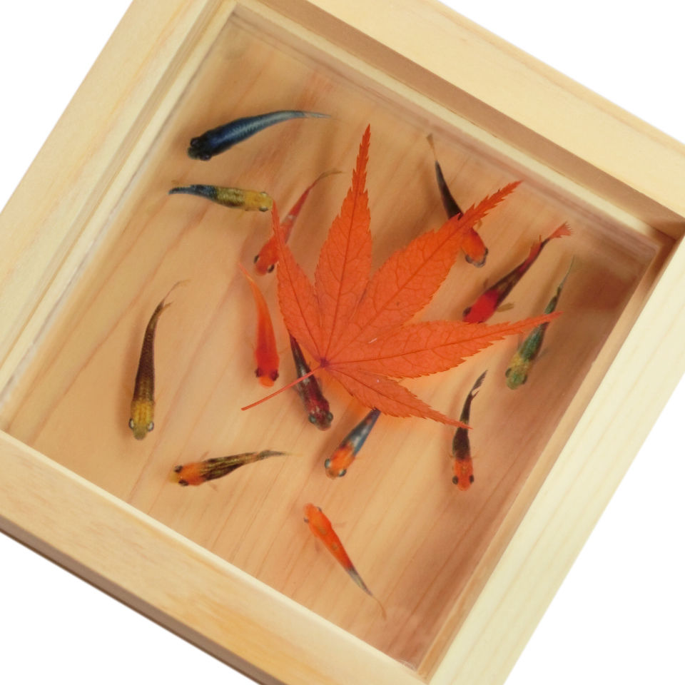 樹脂金魚 3D金魚 アート めだか 「輝/紅葉」 岐阜県 東濃ひのき