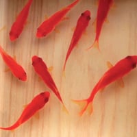 樹脂金魚 金魚アート  「咲」 純日本製 岐阜県 東濃ひのき プレゼント 桧 縁起物 健康長寿 商売繁盛 開運 還暦祝い 誕生日 結婚 動物 ギフト 男性 女性 お正月 「直売特価セール」