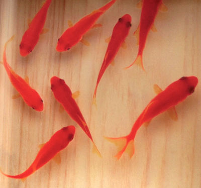 タイムセール 金魚 アートプレミアム 極 プレゼント 誕生日 置物 ミニチュア original