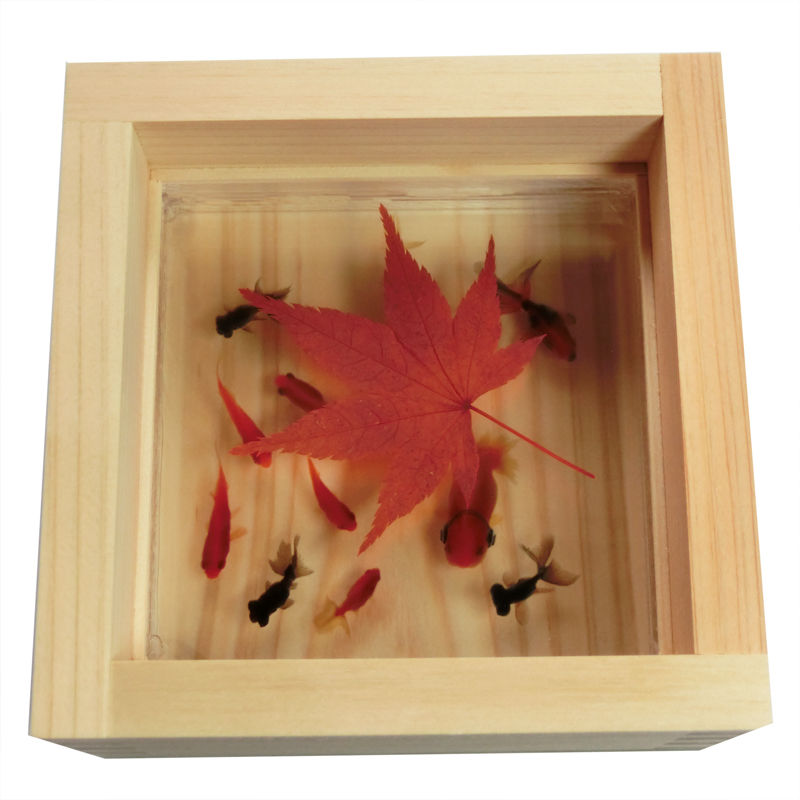 金魚　ひのき　アート　3D 飾り　お祝い 金魚アート 3D金魚 「祭」純日本製 東濃桧 プレゼント 贈り物