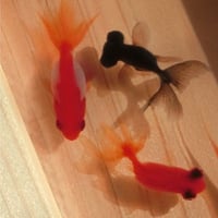 金魚アート 樹脂金魚 ひのき 「祭」こだわりの純日本製  岐阜県 東濃ひのき 桧 還暦祝い 誕生日 結婚祝い 男性 女性 置物 インテリア プレゼント 贈り物 生き物 赤 縁起物 風水