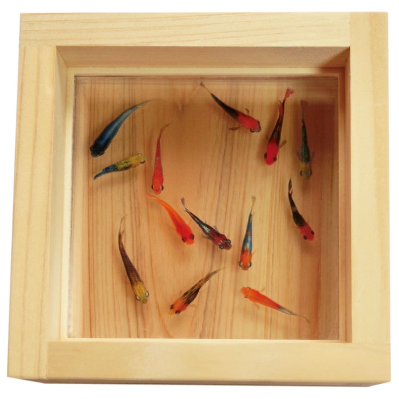 樹脂金魚 3D金魚 アート めだか 「輝」 岐阜県 東濃ひのき 純日本製