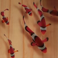 プレミアムアート 「結」 カクレクマノミ 3D金魚 アクリル樹脂 海 ニモ ドリー
