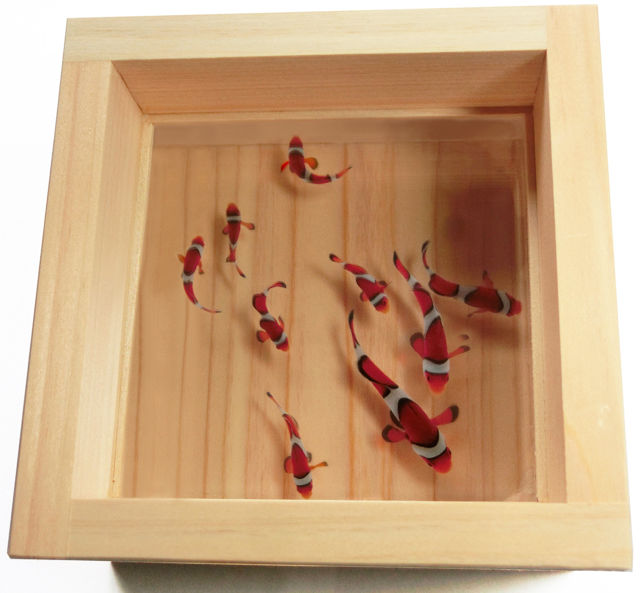 カクレクマノミ　金魚アート 枡 dJvyfIdfR62c._UX300_TTW__.jpg