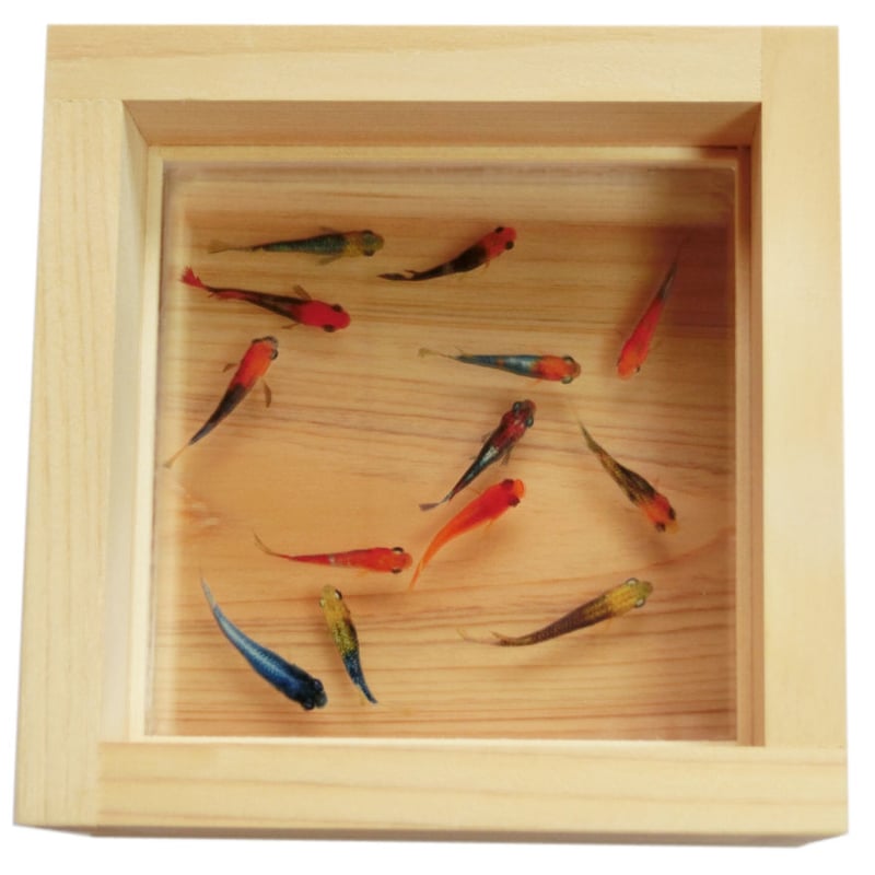 樹脂金魚 3D金魚 アート めだか 「輝」 岐阜県 東濃ひのき 純