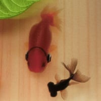 金魚アート 3D金魚 「楽」【プレゼント付き】【ラッピング無料】 プリザーブドフラワー 縁起物