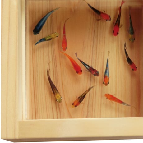 樹脂金魚 3D金魚 アート めだか 「輝」 岐阜県 東濃ひのき 純日本製 金魚 桧 還暦祝い 誕生日 結婚祝い 男性 女性 置物 インテリア プレゼント メダカ 生き物 赤 アート ペット