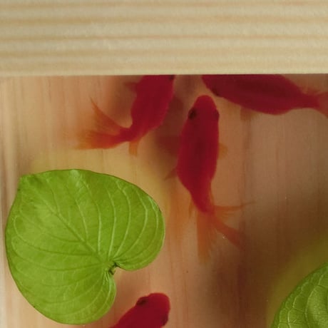 樹脂アート 3D金魚 「扇」こだわりの純日本製 琉金 【プレゼント付き】 天然木