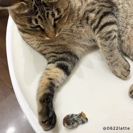 Coucou Suzette / Tortoiseshell Cat Hair Clip
