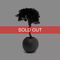 【DRY BONSAI for KONBINI】SHADOW BLACK DRY BONSAI (No.4)