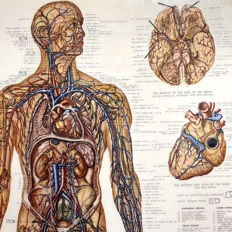 USED】90'S ANATOMICAL CHART COMPANY POSTER | KO...