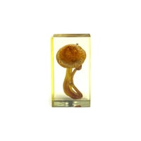 【USED】70's IMYCO French Resin-Embedded Chestnut Mushroom Object “Forest Archive”