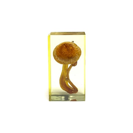 【USED】70's IMYCO French Resin-Embedded Chestnut Mushroom Object “Forest Archive”