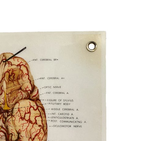 【USED】90'S ANATOMICAL CHART COMPANY POSTER