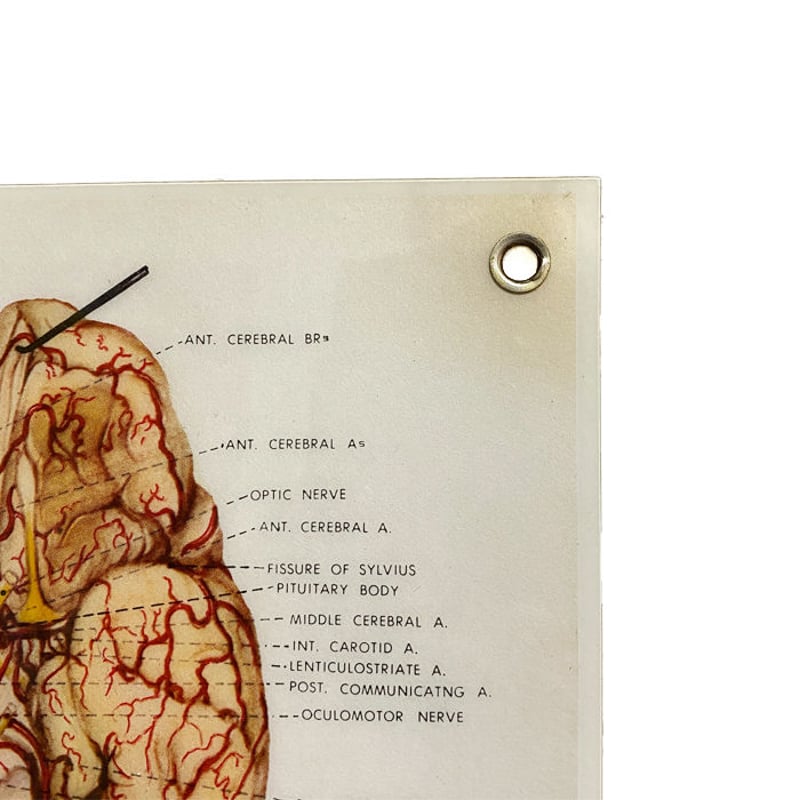 USED】90'S ANATOMICAL CHART COMPANY POSTER | KO