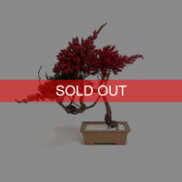 【DRY BONSAI for KONBINI】真柏×ハイビャクシンオーレア DRY BONSAI (No.8)