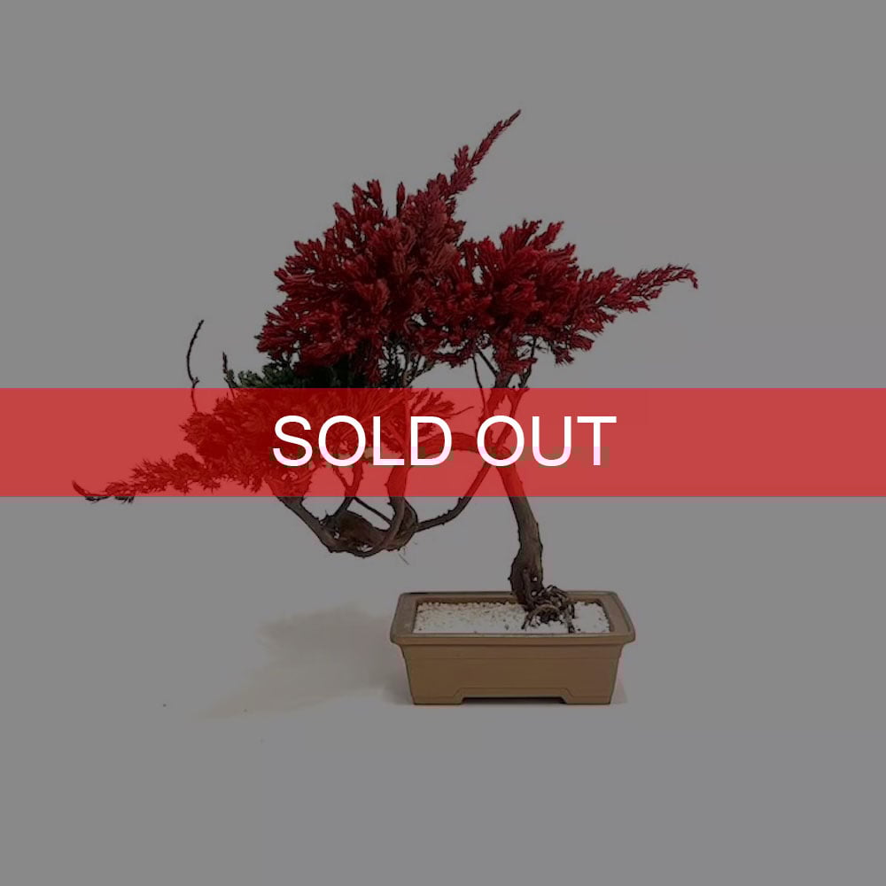 DRY BONSAI for KONBINI】真柏×ハイビャクシンオーレア DRY BONS