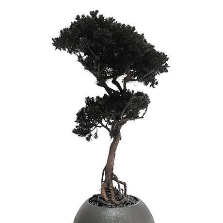 【DRY BONSAI for KONBINI】SHADOW BLACK DRY BONSAI (No.1)