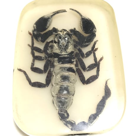 【USED】SCORPION IN CLEAR LUCITE RESIN PAPERWEIGHTS