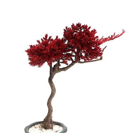 【DRY BONSAI for KONBINI】黒松×ハイビャクシンオーレア DRY BONSAI (No.10)