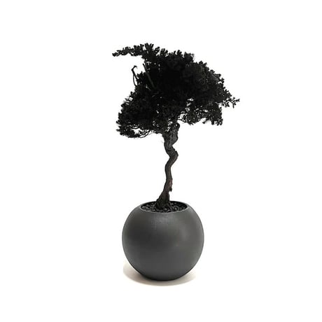 【DRY BONSAI for KONBINI】SHADOW BLACK DRY BONSAI (No.4)