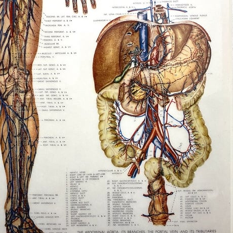 【USED】90'S ANATOMICAL CHART COMPANY POSTER