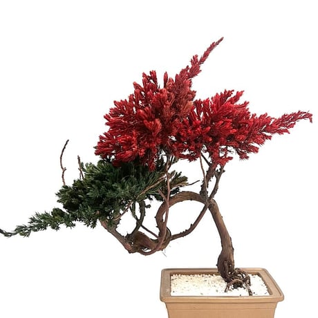 【DRY BONSAI for KONBINI】真柏×ハイビャクシンオーレア DRY BONSAI (No.8)