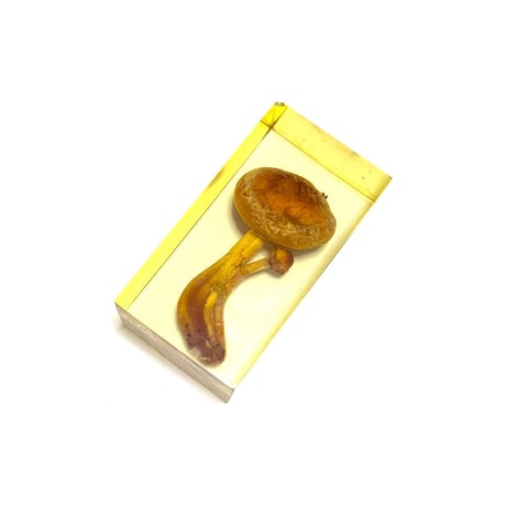 【USED】70's IMYCO French Resin-Embedded Chestnut Mushroom Object “Forest Archive”