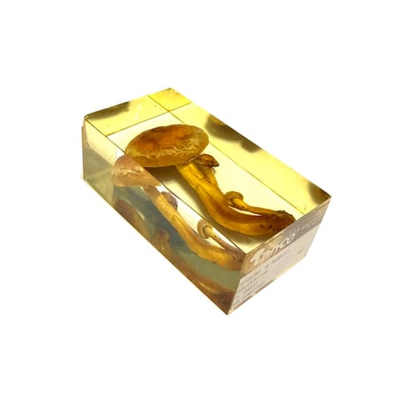 【USED】70's IMYCO French Resin-Embedded Chestnut Mushroom Object “Forest Archive”