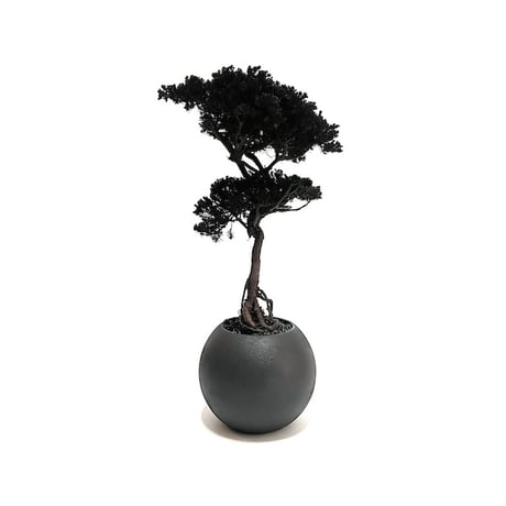 【DRY BONSAI for KONBINI】SHADOW BLACK DRY BONSAI (No.1)