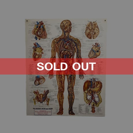 【USED】90'S ANATOMICAL CHART COMPANY POSTER