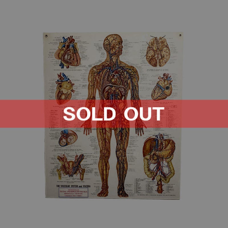USED】90'S ANATOMICAL CHART COMPANY POSTER | KO