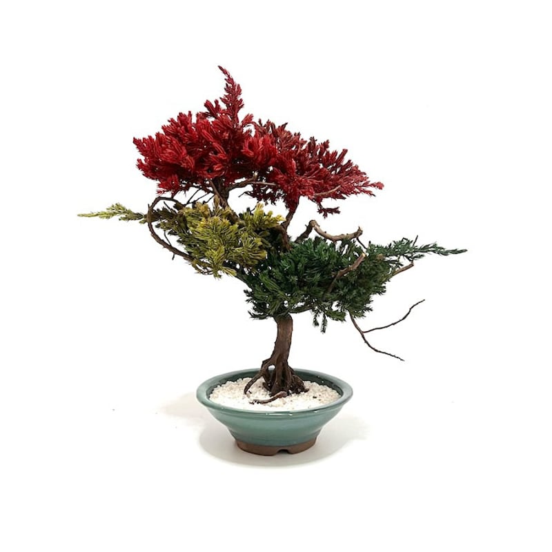 ハイビャクシン 盆栽