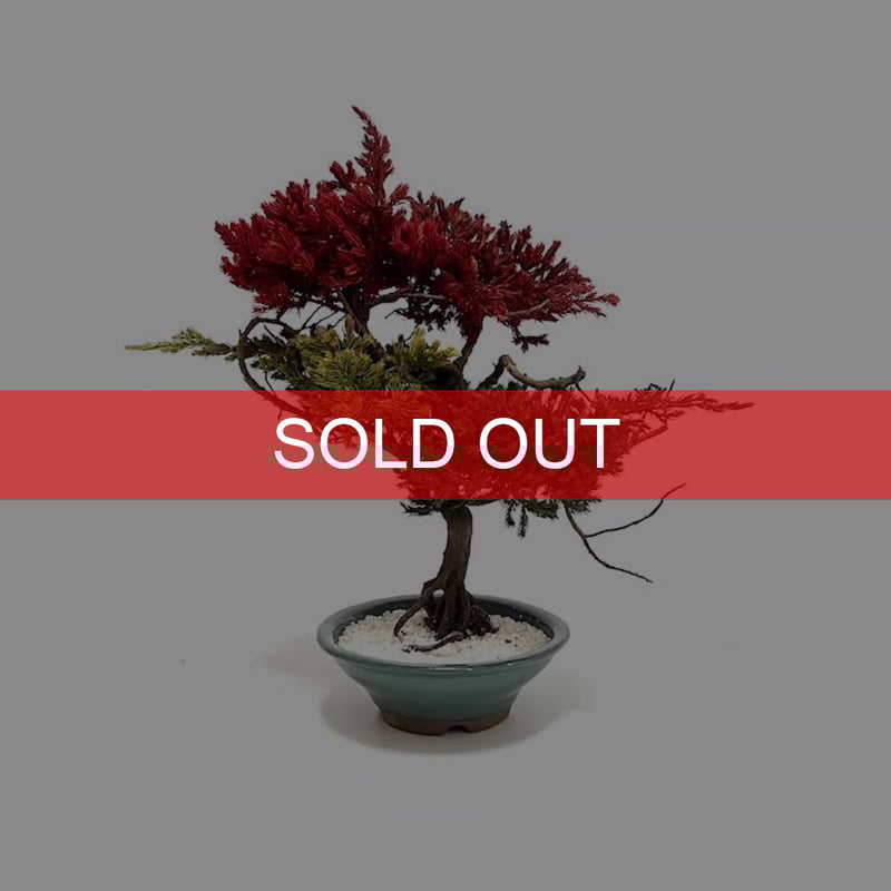 【大品 　一位盆栽】真柏　　　　　　⭕圧倒的迫力の一品❗ 大型 一位盆栽】真柏 ⭕ド迫力❗希少価値品‼️ - メルカリ