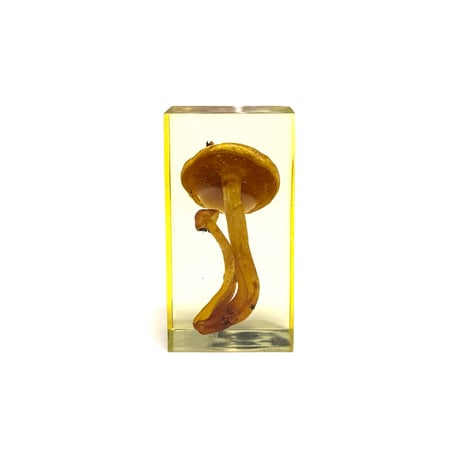 【USED】70's IMYCO French Resin-Embedded Chestnut Mushroom Object “Forest Archive”