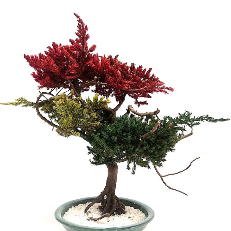 PALACE真柏盆栽！値下げ最終！真柏盆栽❗️❗️珍❗️斑入真柏❗️ PALACE真柏盆栽！値下げ最終！真柏盆栽❗️❗️珍❗️斑入真